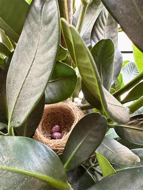 家裡築鳥巢|【家有鳥巢怎麼辦】家有鳥巢別慌張！專家教你與鳥兒。